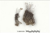 藏品(小金髮苔屬)的圖片